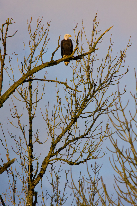 Bald Eagle In Tree